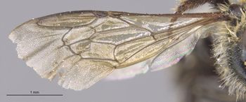 Media type: image;   Entomology 527 Aspect: Wing front